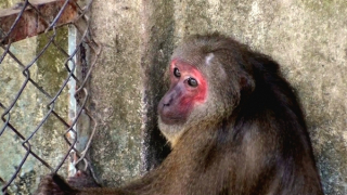 Cấp phép cho trại chăn nuôi khỉ xuất khẩu quy mô 12.000 con mỗi năm