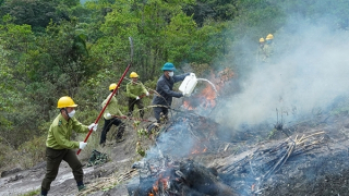 Khi lâm tặc bỏ nghề để chung tay bảo vệ rừng