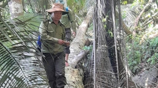 Khẩn trương điều tra vụ chặt hạ 13 cây gỗ nghiến trong rừng phòng hộ