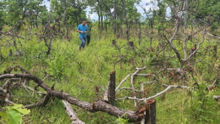 Khẩn cấp cứu rừng Ia Mơ