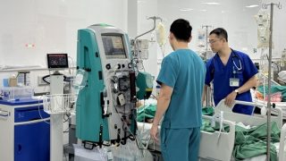 Bé gái 13 tuổi nguy hiểm tính mạng khi bị ong mật đốt