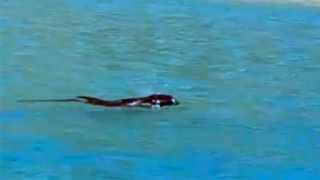 Cá heo xuất hiện ở vùng biển gần bờ tại Bình Định