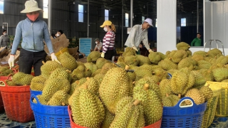 Không cấp điện cho kho xưởng sầu riêng xây dựng trái phép