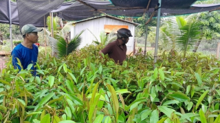 Bình Phước: Giá cây giống sầu riêng tăng, khan hiếm