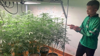 Bắt thanh niên từ quê lên phố thuê nhà "khởi nghiệp" trồng cần sa