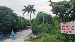 Hải Phòng: Phát hiện thêm 4 xã  có dịch tả lợn châu Phi