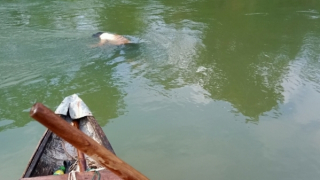 Anh em song sinh ngã xuống ao tôm tử vong