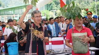 Tổ chức đấu giá sâm Ngọc Linh để ủng hộ chủ trương xóa nhà tạm