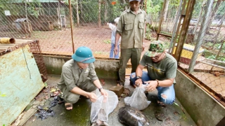 Một lần tiếp cận “Mật mã rừng xanh”