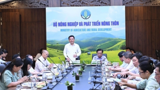 Đề xuất thành lập Hội đồng lúa gạo quốc gia