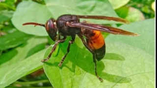 Bị ong vò vẽ tấn công, 4 trẻ nguy kịch