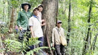 Người Xơ Đăng lập hương ước giữ rừng