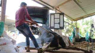 Bò sữa sau khi tiêm vaccine tiếp tục chết hàng loạt