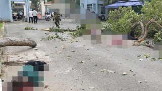 Người dân bàng hoàng khi chứng kiến cảnh cây tét nhánh khiến 5 người thương vong