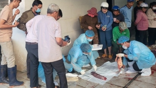 Bò chết tăng vọt, lấy mẫu bò chưa tiêm vaccine để phân tích, đối chứng