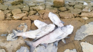 Cá chết hàng loạt ở hồ Rào Đá nhưng chất lượng nước “vẫn nằm trong giới hạn cho phép”