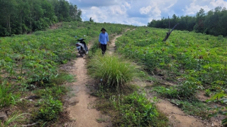 Phát hiện doanh nghiệp tự ý chuyển đổi hơn 18ha đất rừng sang đất nông nghiệp