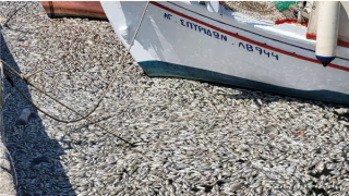 Cá chết trắng xóa tại cảng du lịch nổi tiếng Hy Lạp