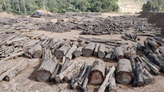 Sớm xử lý hơn 1.100m3 gỗ và hơn 300m3 củi trong quá tình triển khai dự án đường dây 500kV
