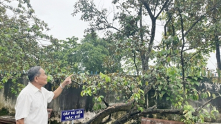 Cây vú sữa và tình cảm sâu nặng của Bác với đồng bào miền Nam