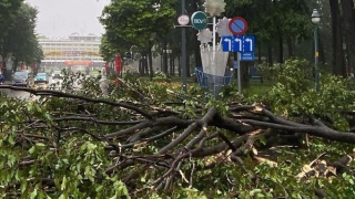 TP Hồ Chí Minh: Nhiều cây xanh gãy đổ trong mưa dông, 1 phụ nữ nguy kịch