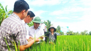 Trồng lúa phát thải thấp, nông dân thu lợi nhuận cao