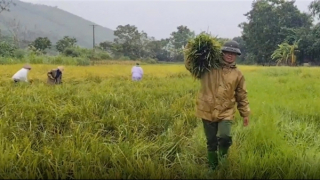 Công an Vĩnh Phúc hỗ trợ bà con gặt lúa, vận động người dân đến nơi tránh bão an toàn