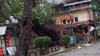 Hà Nội: 2.455 cây đổ, khắc phục hậu quả mưa bão xuyên đêm