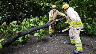 CSGT Hà Nội liên tục tuần tra, dọn dẹp cây đổ trong mưa bão