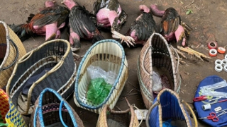 Dựng chòi lập trường gà cho hàng chục con bạc sát phạt