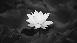 Đại tá Bùi Hải Vân từ trần