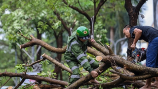 Trên 40.000 cây gãy đổ, Hà Nội tập trung “cứu” khoảng 3 nghìn cây