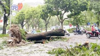 Sau bão, chuyện cây trong phố