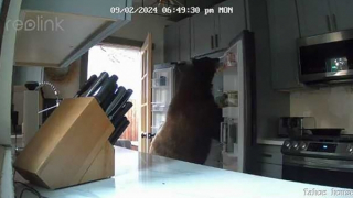 Gấu vào nhà dân, tự mở tủ lạnh lấy đồ ăn