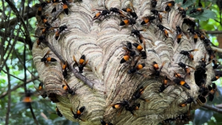 Cảnh báo liên tục nhiều trường hợp sốc phản vệ do ong vò vẽ đốt