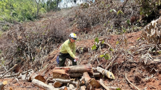 Khởi tố vụ án phá rừng để trồng cao su
