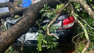 Gãy cành xà cừ khiến 2 người bị thương, 3 xe ô tô hư hỏng nặng