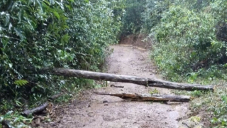 Cây rừng gãy đè cháu bé 2 tuổi tử vong