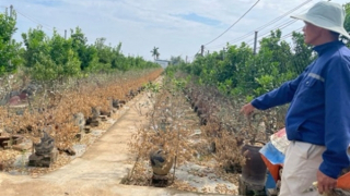 Nỗ lực hồi sinh đào, quất cảnh sau bão