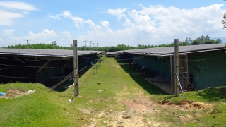 Đăng ký dự án trồng rau sạch nhưng làm… điện mặt trời áp mái