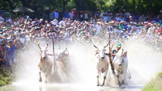 64 đôi bò tranh tài kịch tính tại Hội đua bò Bảy Núi năm 2024