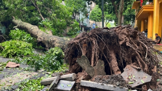 Nhiều đô thị trồng cây xanh mới chỉ quan tâm phần ngọn...