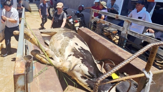 Lâm Đồng: Người chăn nuôi bò sữa bị thiệt hại chưa đồng thuận phương án bồi thường