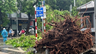 Hà Nội "truy tìm" chủ đầu tư trồng cây nguyên bọc bầu