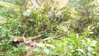 Vườn điều bị đốn hạ, “cuộc chiến” giành quyền sở hữu vẫn căng thẳng giữa hai nông dân