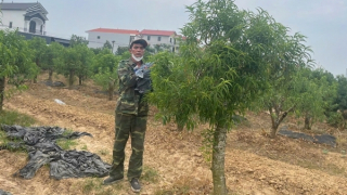 Bắt khẩn cấp đối tượng hủy hoại hàng trăm cây đào cảnh ở Mê Linh