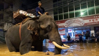 Cưỡi voi vượt lũ đi giúp đỡ người dân