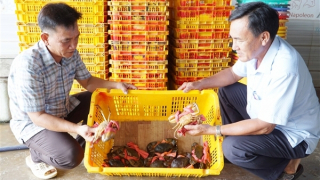 Khai thác giá trị thương hiệu cua Năm Căn (Cà Mau)