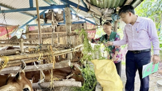 Mở hướng thoát nghèo ở Quảng Ngãi