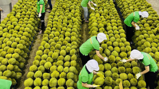 Dư địa lớn cho trái cây Việt vào thị trường Trung Quốc